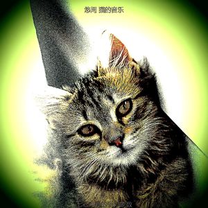 抚慰的可爱的猫回忆