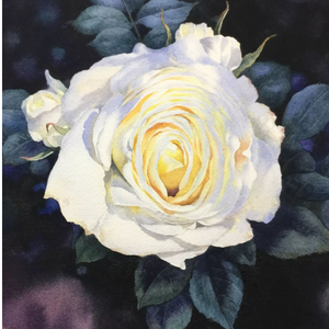 未送出的白玫瑰