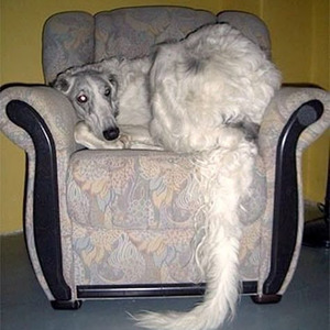 Genre Police (Sped Up)