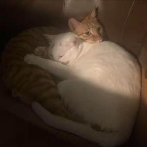 咕咕咕咕咕咕nm呢-独行侠