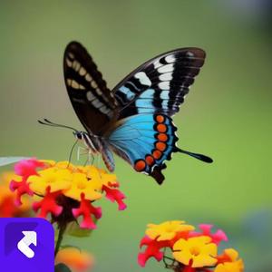 想要你做我丈夫 (现场)