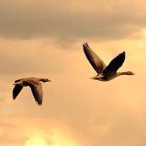 远走高飞 (Prod. Red Killer)