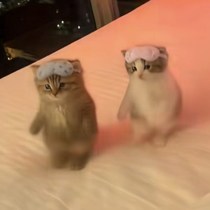 Bunda Remexendo (小猫蝴蝶步)