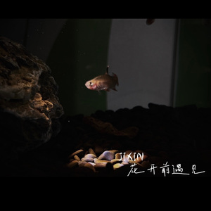 花开前遇见（伴奏）