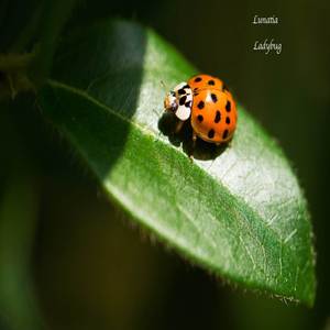 Ladybug