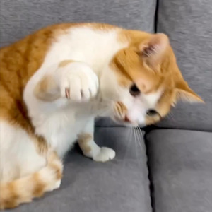 テイテイされても愛してる