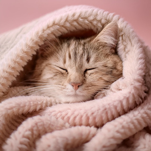 El Suave Consuelo Del Gato En Armonía Pacífica