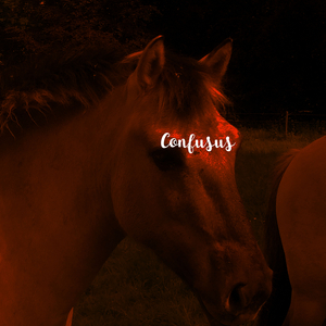 Confusus