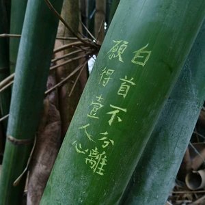 白首不分離