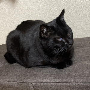 猫の顎についた水