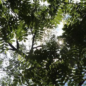 你的珍藏（翻自 单依纯）