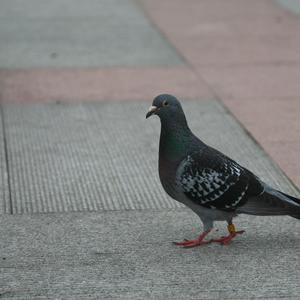 鸽子（翻自 言和）