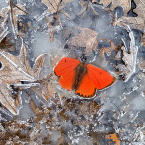 Сгораю // холодно