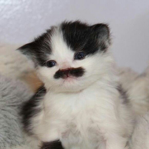 Senden İnsaf Diler Yarın