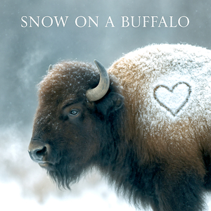 Snow on a Buffalo