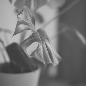 温和桑拿梦想