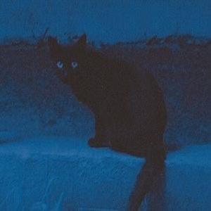 Cat Night