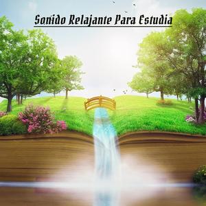 Mejora La Concentración