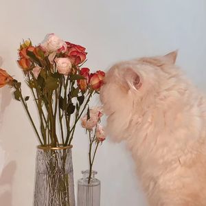 我们终将重逢在那昙花盛开的地方