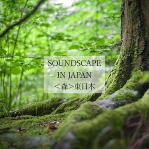 朝の森～諏訪～（秋）