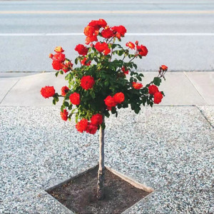 That Girl&Talking to the Moon