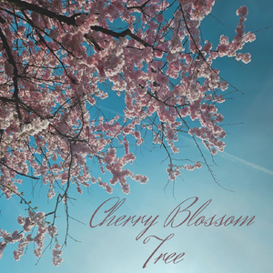 Cherry Blossom Tree
