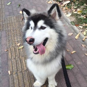 你爱上的我（翻自 张智成）