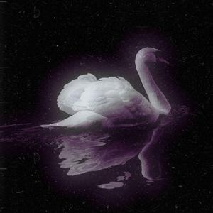 Un cisne en prisión