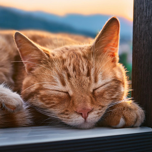 Vibraciones Tranquilas Para La Siesta Del Gato