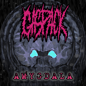 AMYGDALA