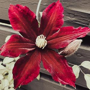 El Florin (feat. Faye Stanley)