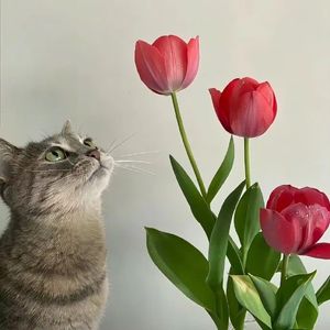 梁山伯与茱丽叶