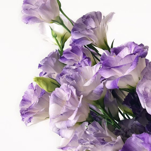 Eustoma（Prod.Gr33nart Beats）