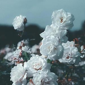 这一生关于你的风景