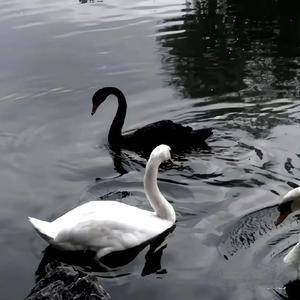 我的山楂树之恋