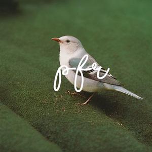 Early Morning Bird Symphony