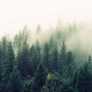 Pineland