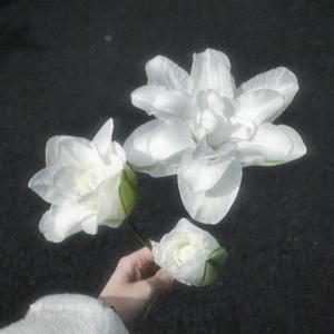 百合花（Prod by Dawn）