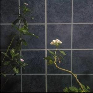 badsummer-Be more（BIG whitestick remix）