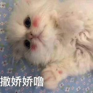 做我的猫