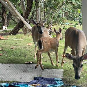 Deer in the Water Flow