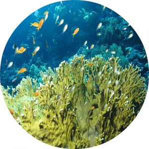 Solar System (Original Mix)