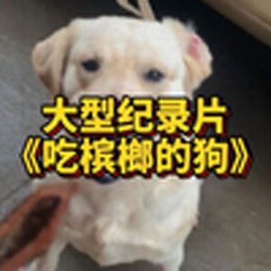 大型纪录片《吃槟榔的狗》