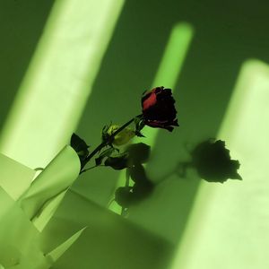 从开始的期待到后来的释怀