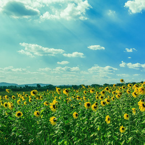 Sweet Sound of Nature