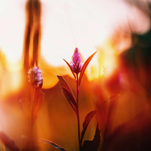 Melody tu es ma douleur éternelle (伴奏)