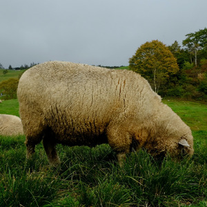 아직꽃은피지도않았는데 (Inst.)