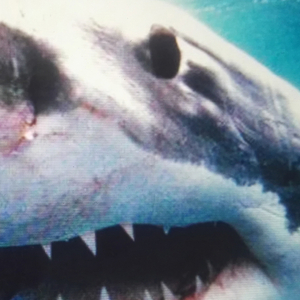 Jedes Wort ist Gold wert