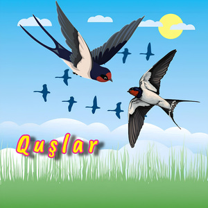 Quşlar