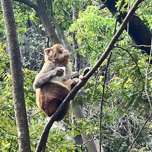 拜拜（Cover陈之）